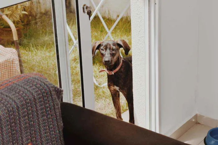 Cachorro ra a SRD-ViraLata idade 1 ano nome Laica
