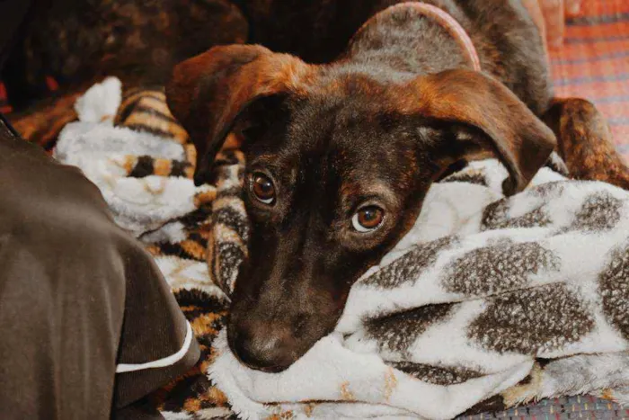 Cachorro ra a SRD-ViraLata idade 1 ano nome Laica