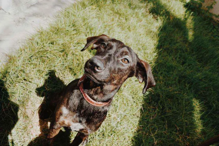 Cachorro ra a SRD-ViraLata idade 1 ano nome Laica