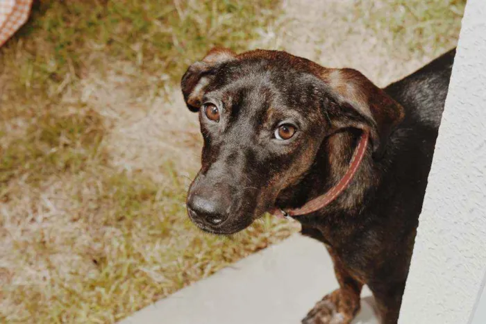 Cachorro ra a SRD-ViraLata idade 1 ano nome Laica