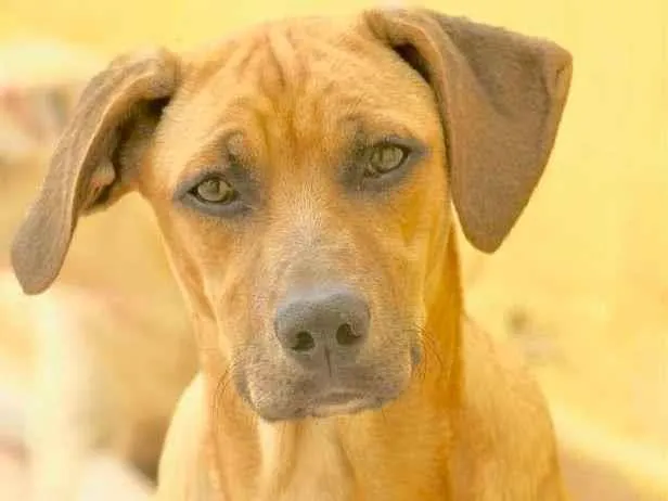 Cachorro raça  idade  nome Tom Filhote