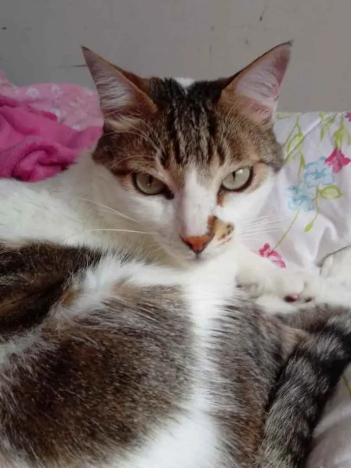 Gato raça Srd idade 3 anos nome Branquinho lindo 