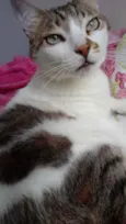 Gato raça Srd idade 3 anos nome Branquinho lindo 