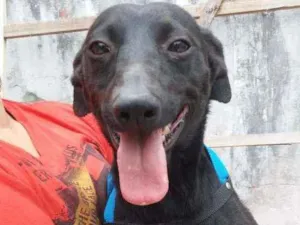 Cachorro raça SRD idade 7 a 11 meses nome Salsicha