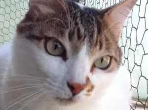 Gato raça Srd idade 3 anos nome Branquinho lindo 