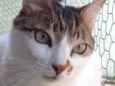 Gato raça Srd idade 3 anos nome Branquinho lindo 