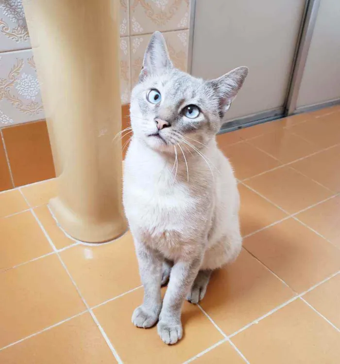 Gato raça Srd idade 1 ano nome Nicolau