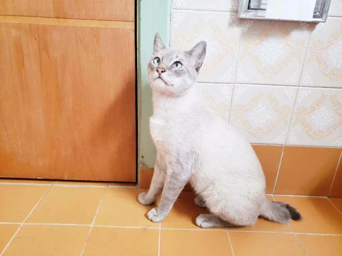 Gato raça Srd idade 1 ano nome Nicolau
