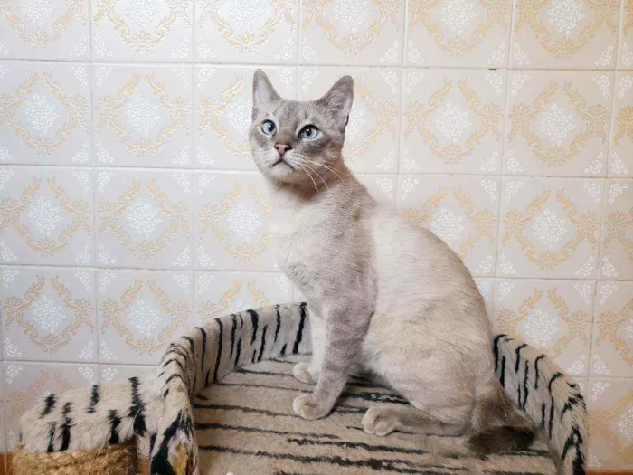 Gato raça Srd idade 1 ano nome Nicolau