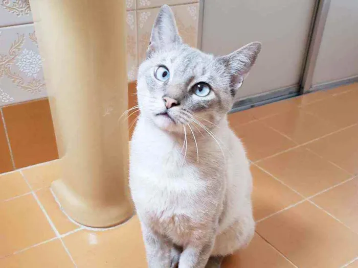 Gato raça Srd idade 1 ano nome Nicolau