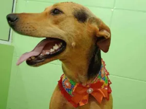Cachorro raça Sem raça definida  idade 2 anos nome Brenda