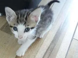 Gato raça SRD-ViraLata idade Abaixo de 2 meses nome varios filhotes