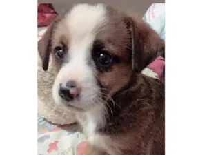 Cachorro raça SRD-ViraLata idade 2 a 6 meses nome AINDA NÃO TEM NOME