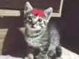 Bibi 