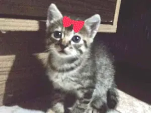 Gato raça SRD idade Abaixo de 2 meses nome Bibi 