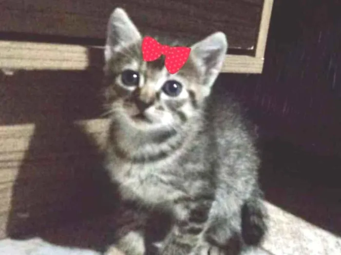 Gato ra a SRD idade Abaixo de 2 meses nome Bibi 