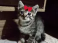 Bibi 