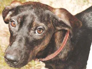Cachorro raça SRD-ViraLata idade 1 ano nome Laica