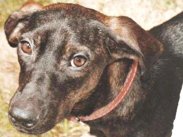 Cachorro ra a SRD-ViraLata idade 1 ano nome Laica