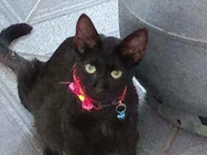 Gato raça Não sei idade 1 ano nome Nina