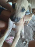 Duke,flor, Mickey,fo
