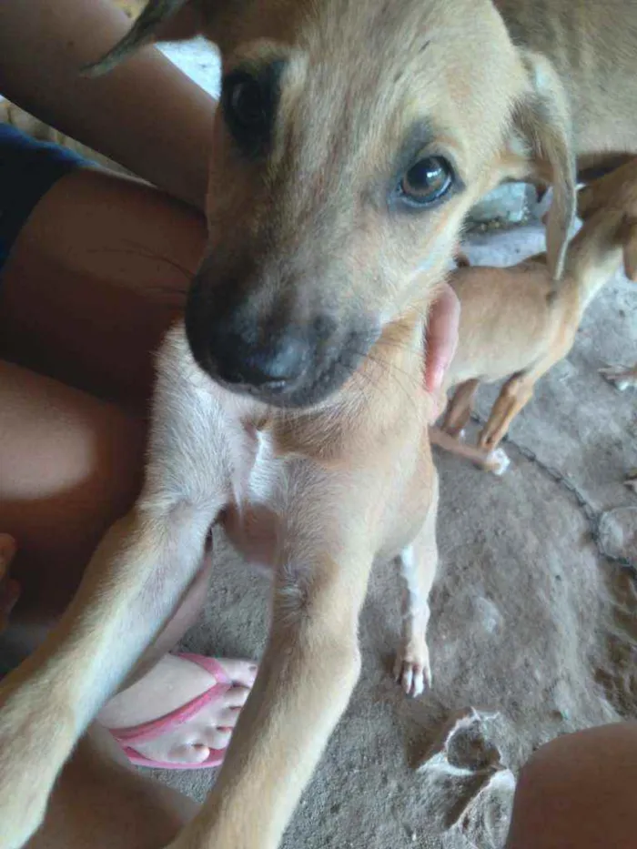 Cachorro raça Srd idade 2 a 6 meses nome Duke,flor, Mickey,fo