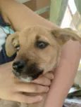 Duke,flor, Mickey,fo
