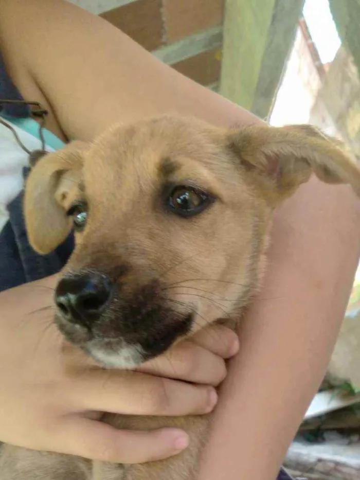 Cachorro raça Srd idade 2 a 6 meses nome Duke,flor, Mickey,fo
