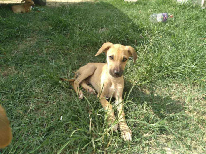 Cachorro raça Srd idade 2 a 6 meses nome Duke,flor, Mickey,fo