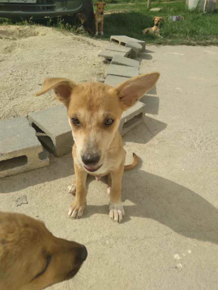 Cachorro raça Srd idade 2 a 6 meses nome Duke,flor, Mickey,fo