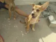 Fox,Duke,flor, Mike