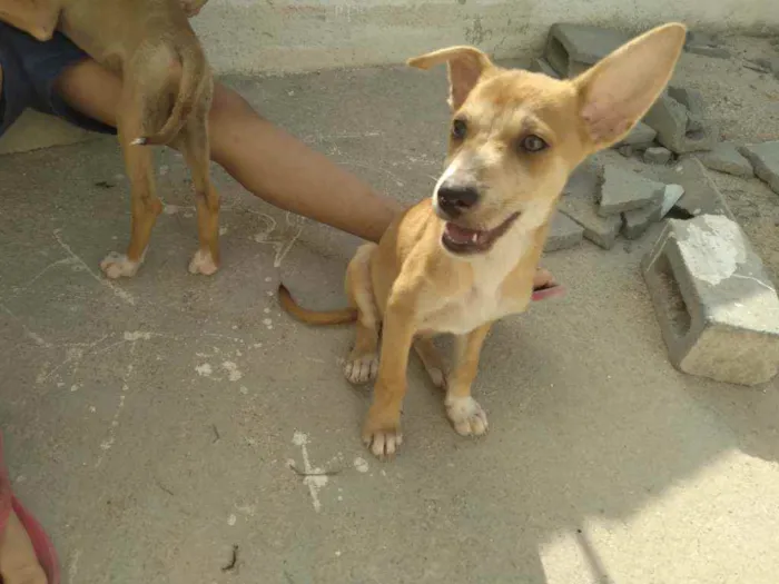 Cachorro raça Srd idade 2 a 6 meses nome Fox,Duke,flor, Mike