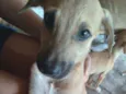 Fox,Duke,flor, Mike
