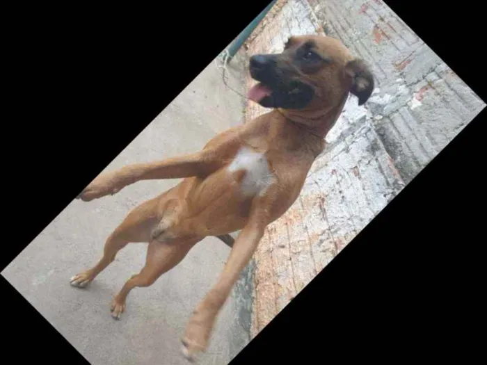 Cachorro ra a Vira Lata idade 1 ano nome Luli