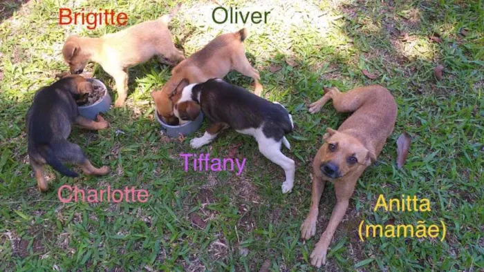 Cachorro ra a SRD idade 2 a 6 meses nome Tiffany