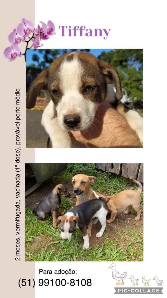Cachorro ra a SRD idade 2 a 6 meses nome Tiffany