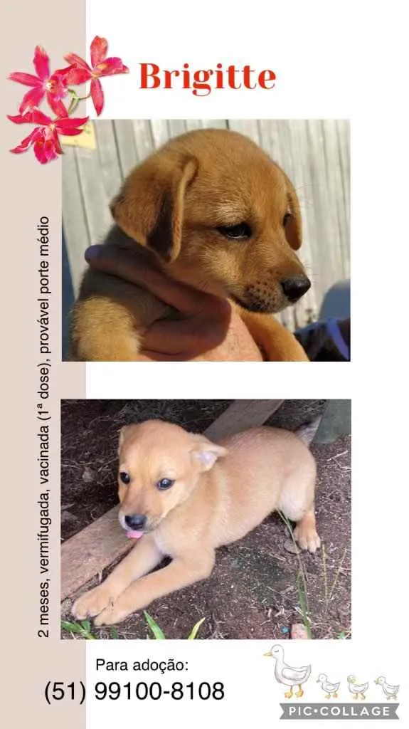 Cachorro ra a SRD idade 2 a 6 meses nome Brigitte