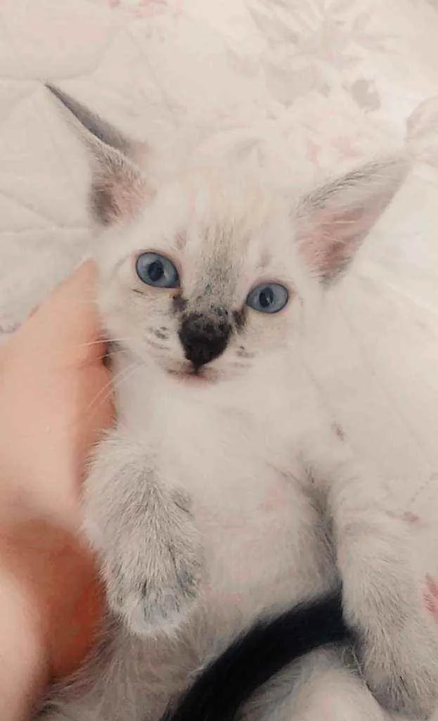 Gato ra a Srd idade 2 a 6 meses nome Jujuba