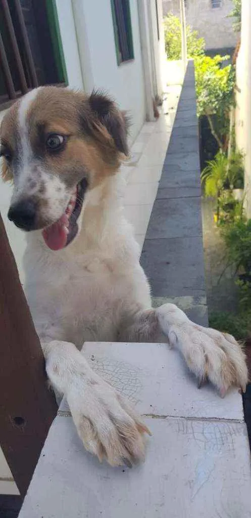 Cachorro raça  idade 2 a 6 meses nome Kiara
