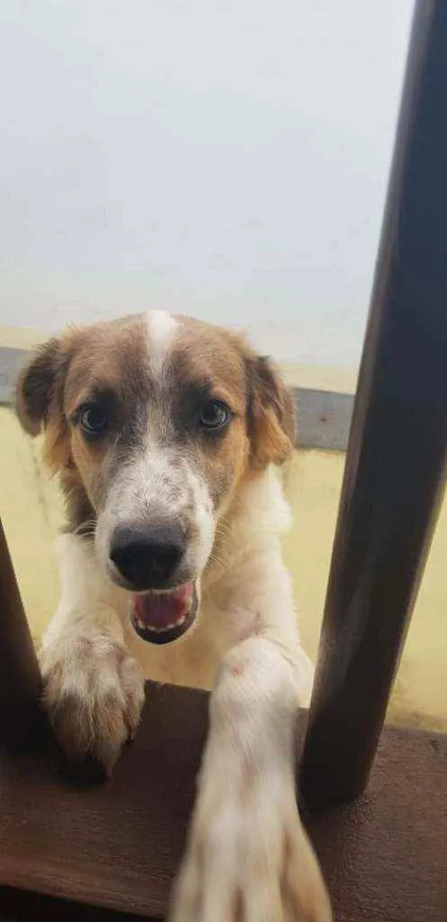 Cachorro raça  idade 2 a 6 meses nome Kiara