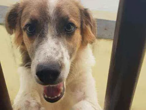 Cachorro raça  idade 2 a 6 meses nome Kiara