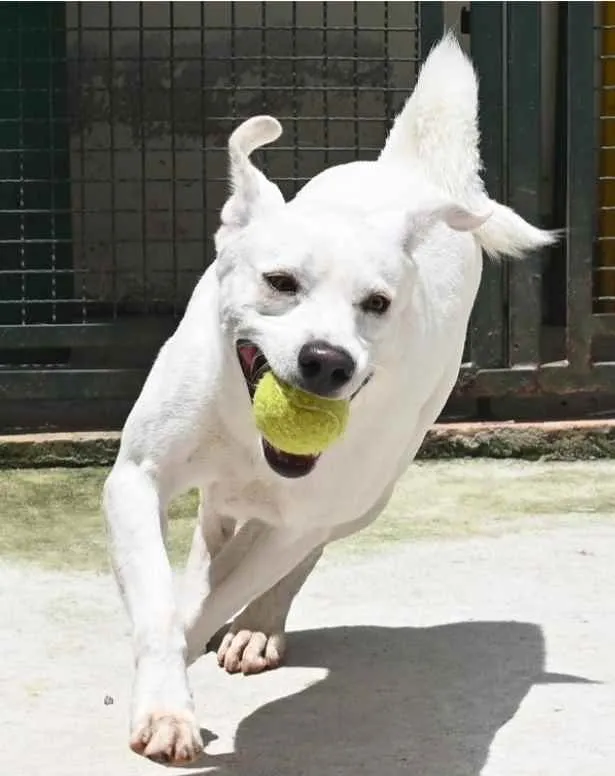 Cachorro raça Mestiço labrador idade 3 anos nome Ras