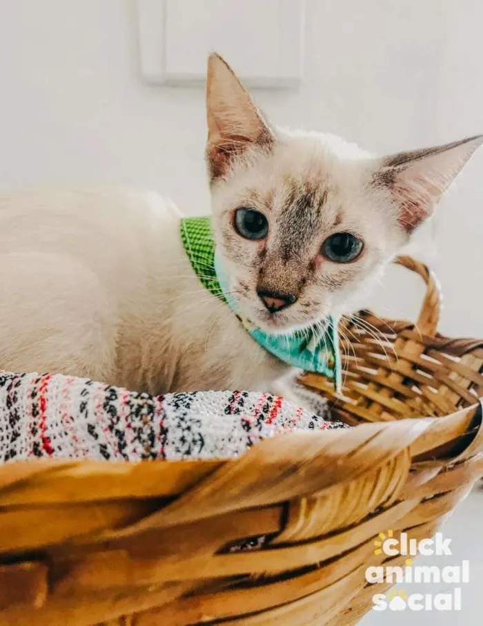 Gato ra a SRD-ViraLata idade 2 a 6 meses nome Flora