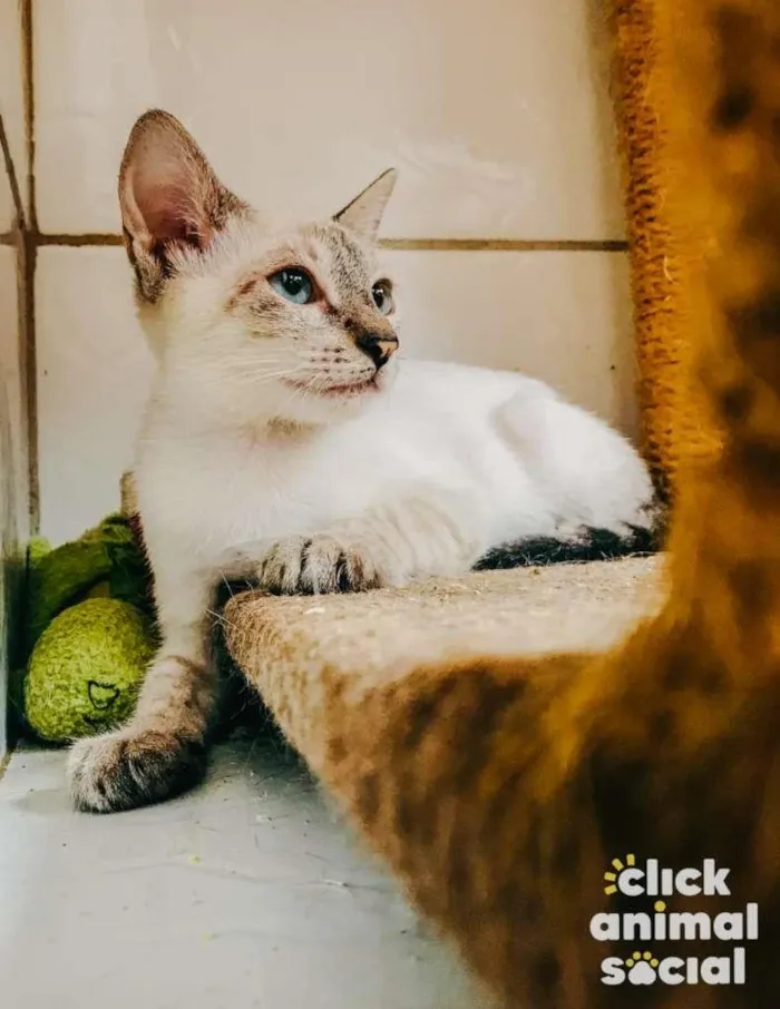 Gato ra a SRD-ViraLata idade 2 a 6 meses nome Flora
