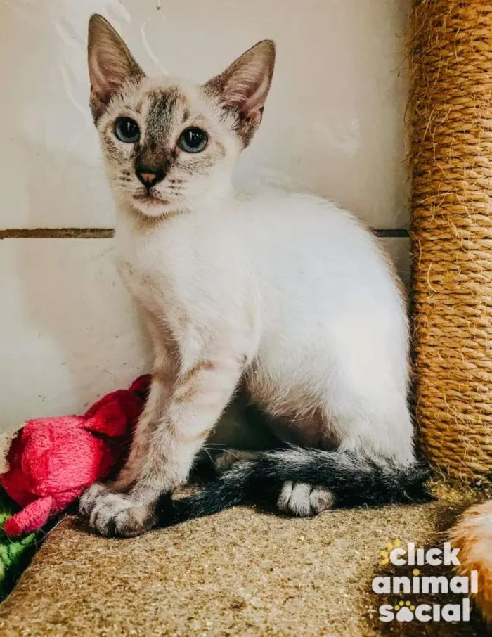 Gato ra a SRD-ViraLata idade 2 a 6 meses nome Flora