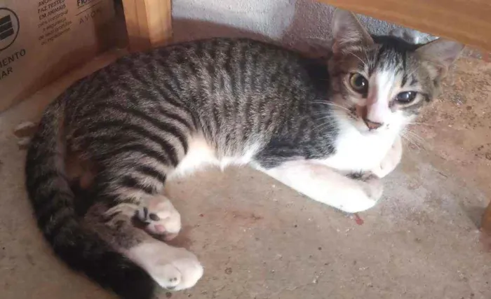 Gato ra a Não sei idade 2 a 6 meses nome Carrapeta 