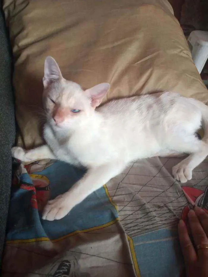 Gato ra a Não sei idade 2 a 6 meses nome Carrapeta 
