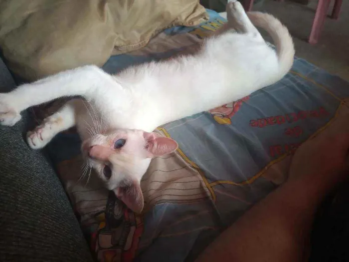 Gato ra a Não sei idade 2 a 6 meses nome Carrapeta 