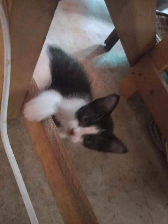 Gato ra a Não sei idade 2 a 6 meses nome Carrapeta 