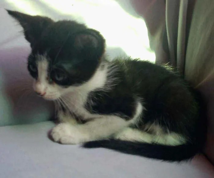 Gato ra a Não sei idade 2 a 6 meses nome Carrapeta 